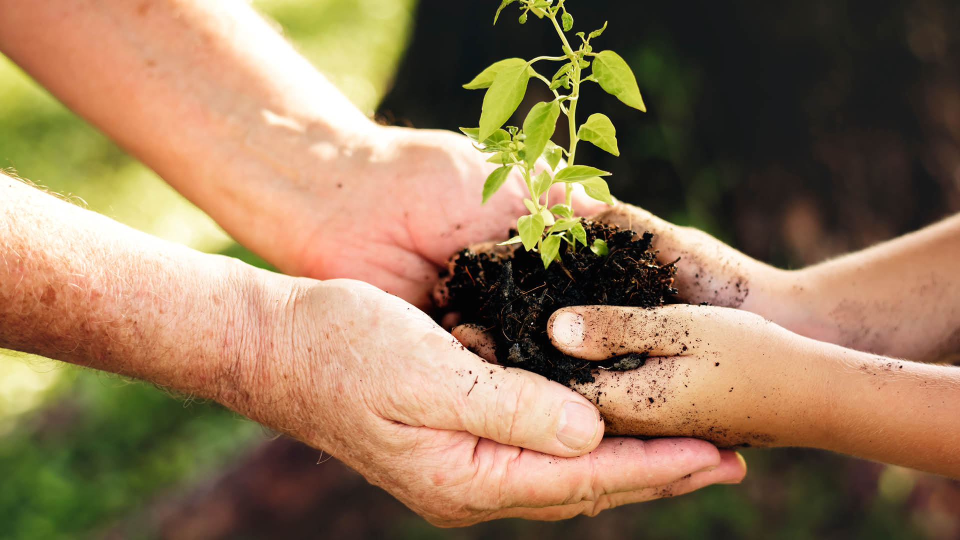 Parable of the Sower