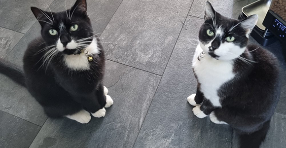 Miaow!