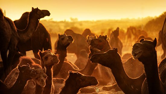 Counting Camels